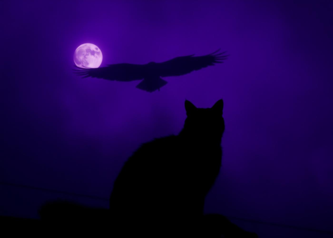Silhouetted black cat and raven beneath a violet moon, representing animal communication